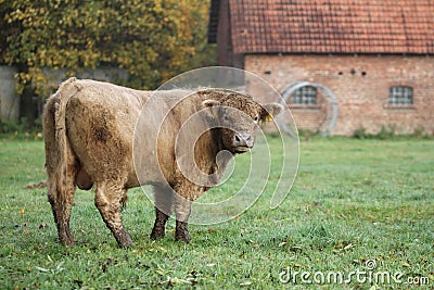 Breeding bull Stock Photo