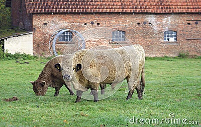 Breeding bull Stock Photo