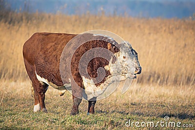 Breeding bull in pasture, countryside Lithuania, farming, agriculture Stock Photo