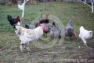 Breeding chickens Stock Photo