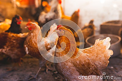 Breeding chickens in a small chicken coop Stock Photo