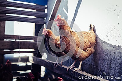 Breeding chickens in a small chicken coop Stock Photo