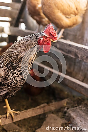 Breeding chickens in a small chicken coop Stock Photo