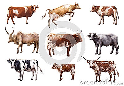 Breeding cow. animal husbandry. color illustrations on a white background Cartoon Illustration