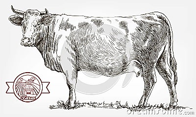 Breeding cow. animal husbandry. livestock Vector Illustration