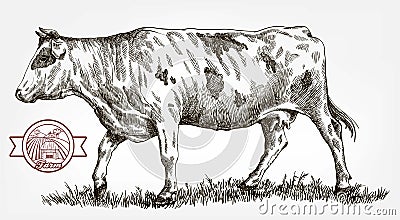 Breeding cow. animal husbandry. livestock Vector Illustration