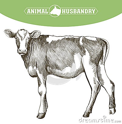 Breeding cow. animal husbandry. livestock Vector Illustration