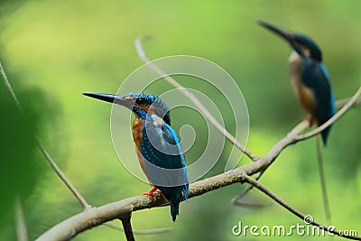 Breeding display of pair of common kingfisher Stock Photo