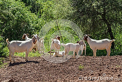 Breeding herd of Boerbok goat ewes. Stock Photo