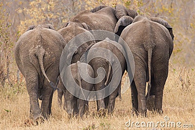 Breeding herd of elephant walking away int the trees Stock Photo