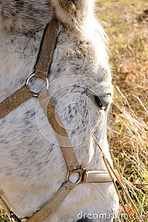 Breeding Horses grazing grass in a field Stock Photo