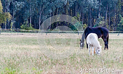 Breeding Horses grazing grass in a field Stock Photo