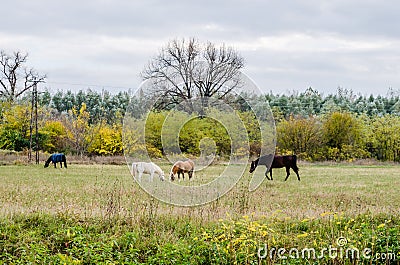 Breeding Horses grazing grass in a field Stock Photo