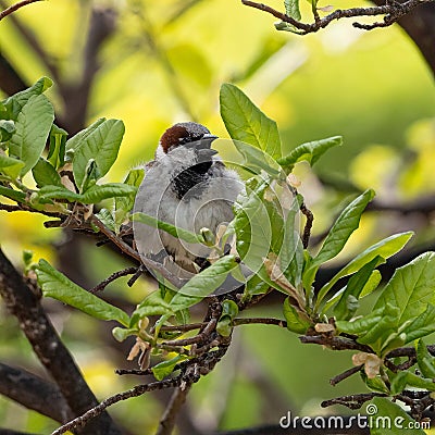 Breeding male House Sparrow flies around the yard back and forth from the nest Stock Photo