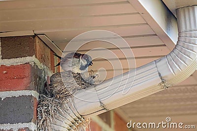 Breeding male House Sparrow flies around the yard back and forth from the nest Stock Photo