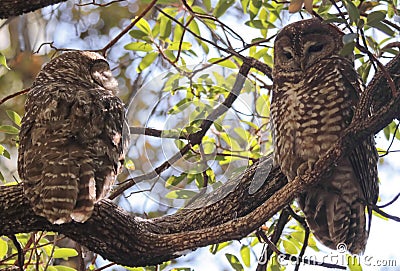 A Breeding Pair of Mexican Spotted Owls Stock Photo