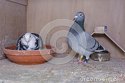 Breeding pair of racing pigeons in their box on the pigeon loft Stock Photo