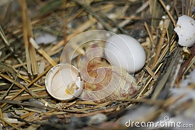 Breeding pigeons. Chick just hatched from egg Stock Photo