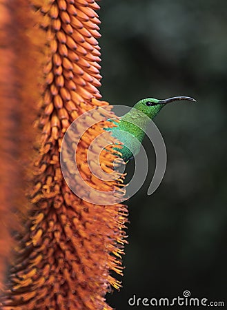 A breeding-plumage male of Malachite Sunbird feeding on an Aloe Flower. Scientific name: Nectarinia famosa. South Africa Stock Photo