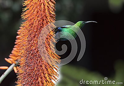 A breeding-plumage male of Malachite Sunbird feeding on an Aloe Flower. Stock Photo