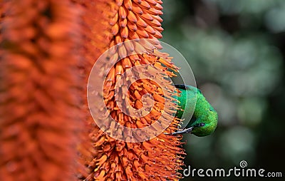 A breeding-plumage male of Malachite Sunbird feeding on an Aloe Flower. Scientific name: Nectarinia famosa. South Africa Stock Photo