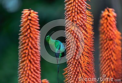 A breeding-plumage male of Malachite Sunbird feeding on an Aloe Flower. Scientific name: Nectarinia famosa. South Africa Stock Photo
