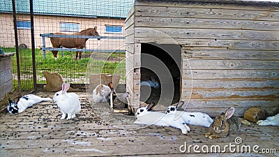 Breeding rabbits. Stock Photo