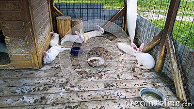 Breeding rabbits. Stock Photo