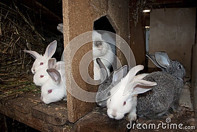 Breeding rabbits Stock Photo