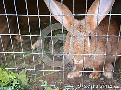 Breeding rabbits at home in rabbit cage Stock Photo