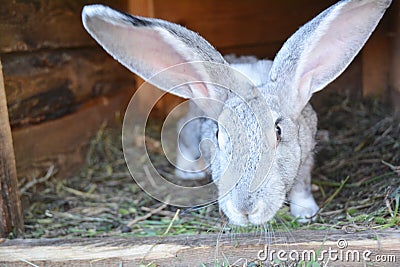 Breeding rabbits at home in rabbit cage Stock Photo