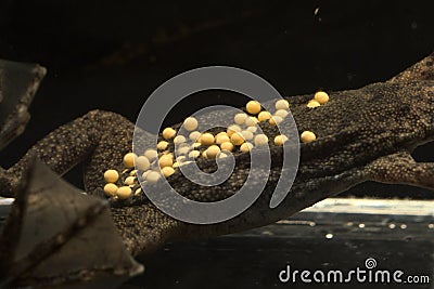 Breeding of the Sabana Surinam toad Stock Photo