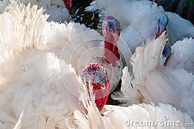 Breeding turkeys on a farm. A group of calm male white turkeys Stock Photo