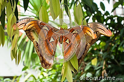 Breeding of two Giant Atlas moth Stock Photo