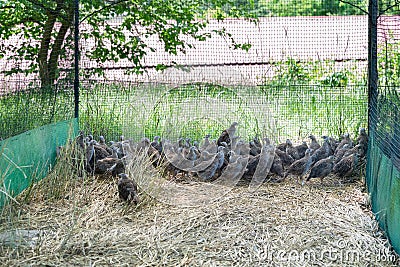 Breeding of young gray partridges Stock Photo