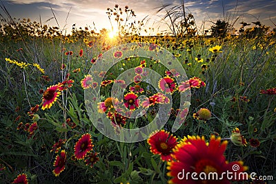 Breezy Dawn Over Texas Wildflowers Stock Photo