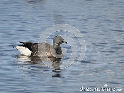 Brent goose, Branta bernicla Stock Photo