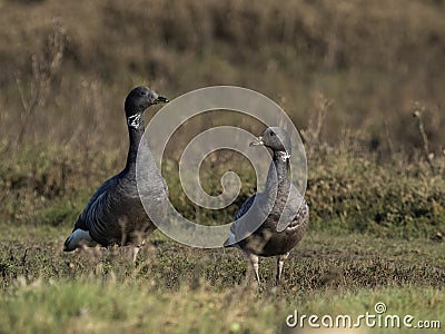 Brent goose, Branta bernicla Stock Photo