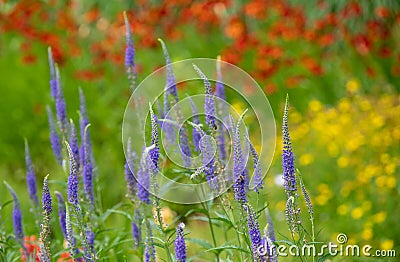 Bressingham Gardens near Diss in Norfolk UK. Colourful garden in the naturalistic planting style, with broad colour palette. Stock Photo