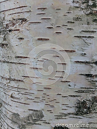 Brest The texture of birch bark on a living tree. Stock Photo