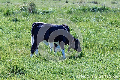 Breton Pie Noire calfs Stock Photo