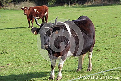 Breton Pie Noire cow Stock Photo