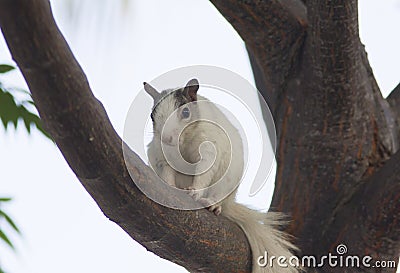 Brevard White Squirrel with black ears Stock Photo