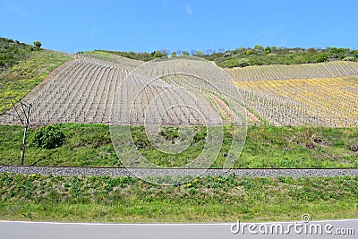 Brey, Germany - 04 28 2021: Vineyard hills like waves, still rather bold in spring Stock Photo