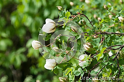 Briar, brier, dog-rose bud blooming. Green leafs background Stock Photo