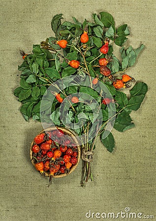 Briar, brier, wild rose.Dried herbs. Herbal medicine, phytotherapy medicinal herbs. Stock Photo