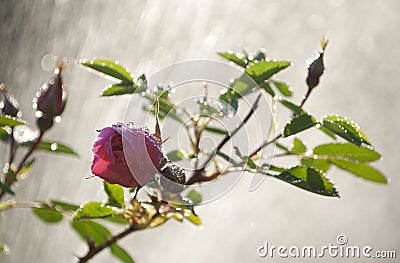Briar flower in the rain Stock Photo