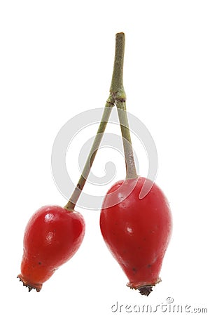 Briar - Rose hip Stock Photo