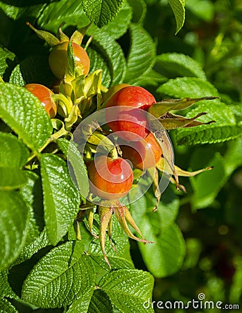 Briar, wild rose hip in nature.Briar Rose Rosehip in german Hagebutte Rosa canina Stock Photo