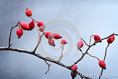 Briar, wild rose hip Stock Photo